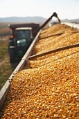 Corn